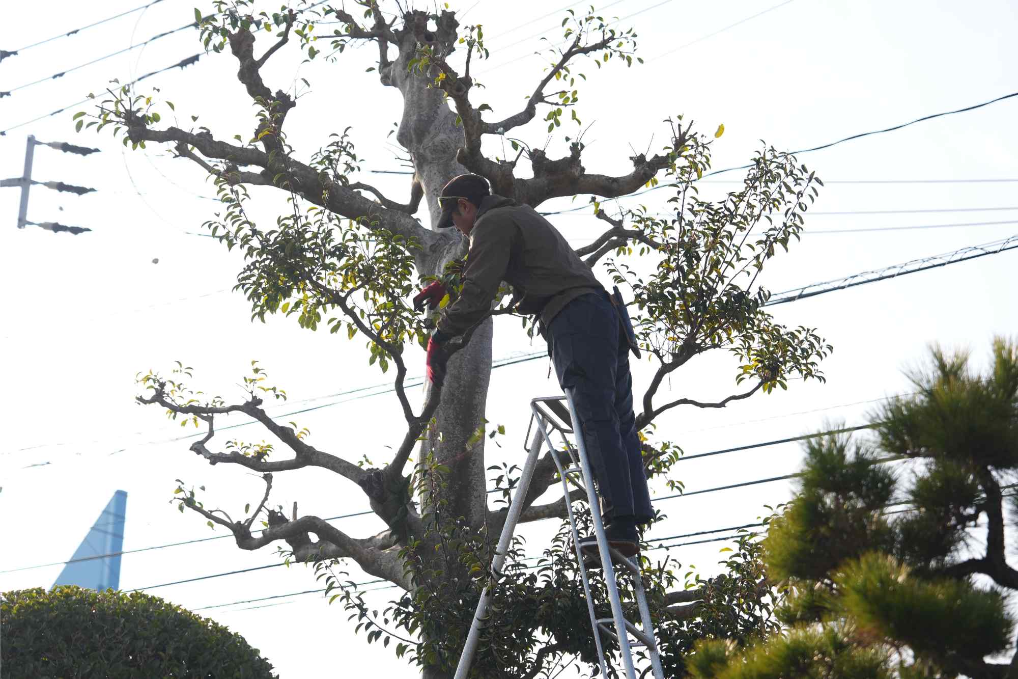 業者への依頼 | 福岡県北九州市の造園ならミカミグリーン